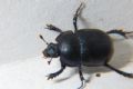 Anoplotrupes stercorosus
